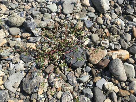 Image of Nuttall's knotweed