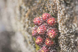 Image of Saxifraga boussingaultii Brongn.