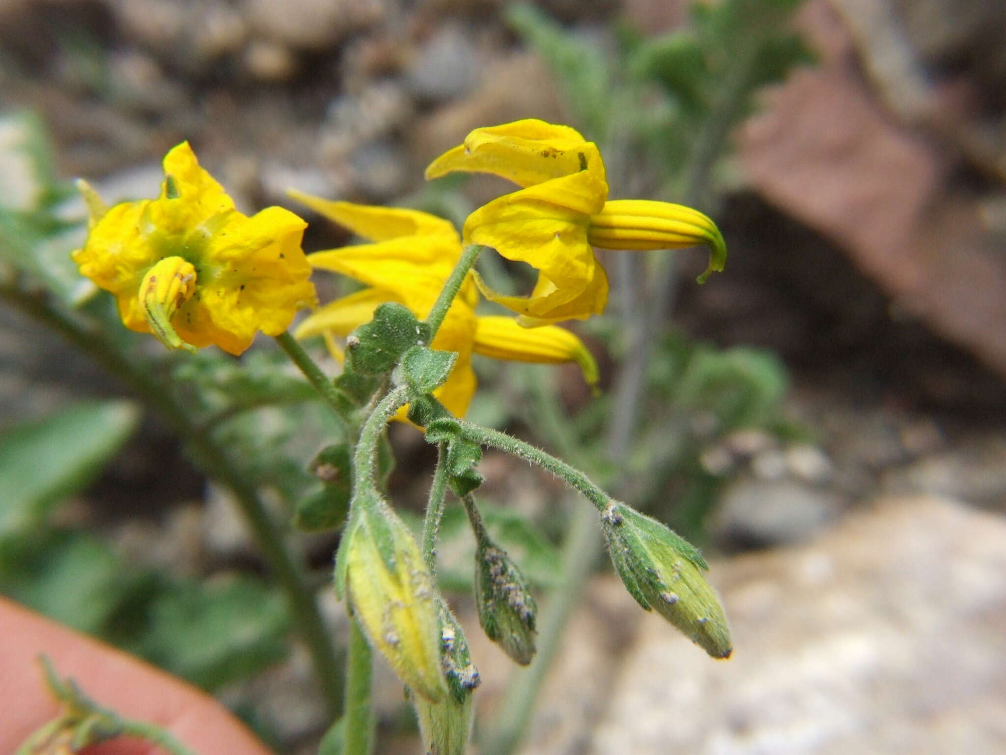 Image of Peruvian nightshade