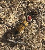 Image of Iron Cross Blister Beetle