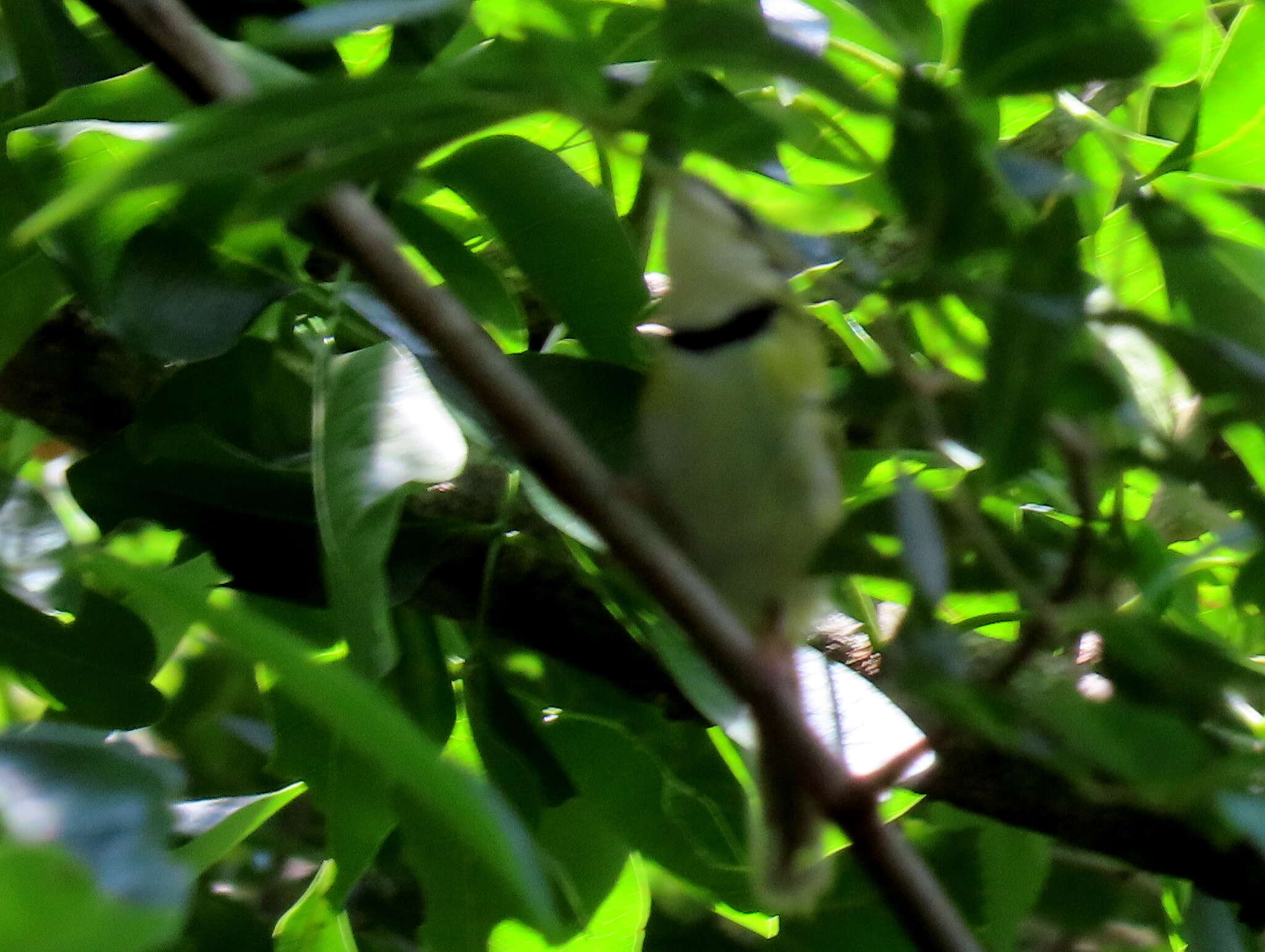 Image of Rudd's Apalis