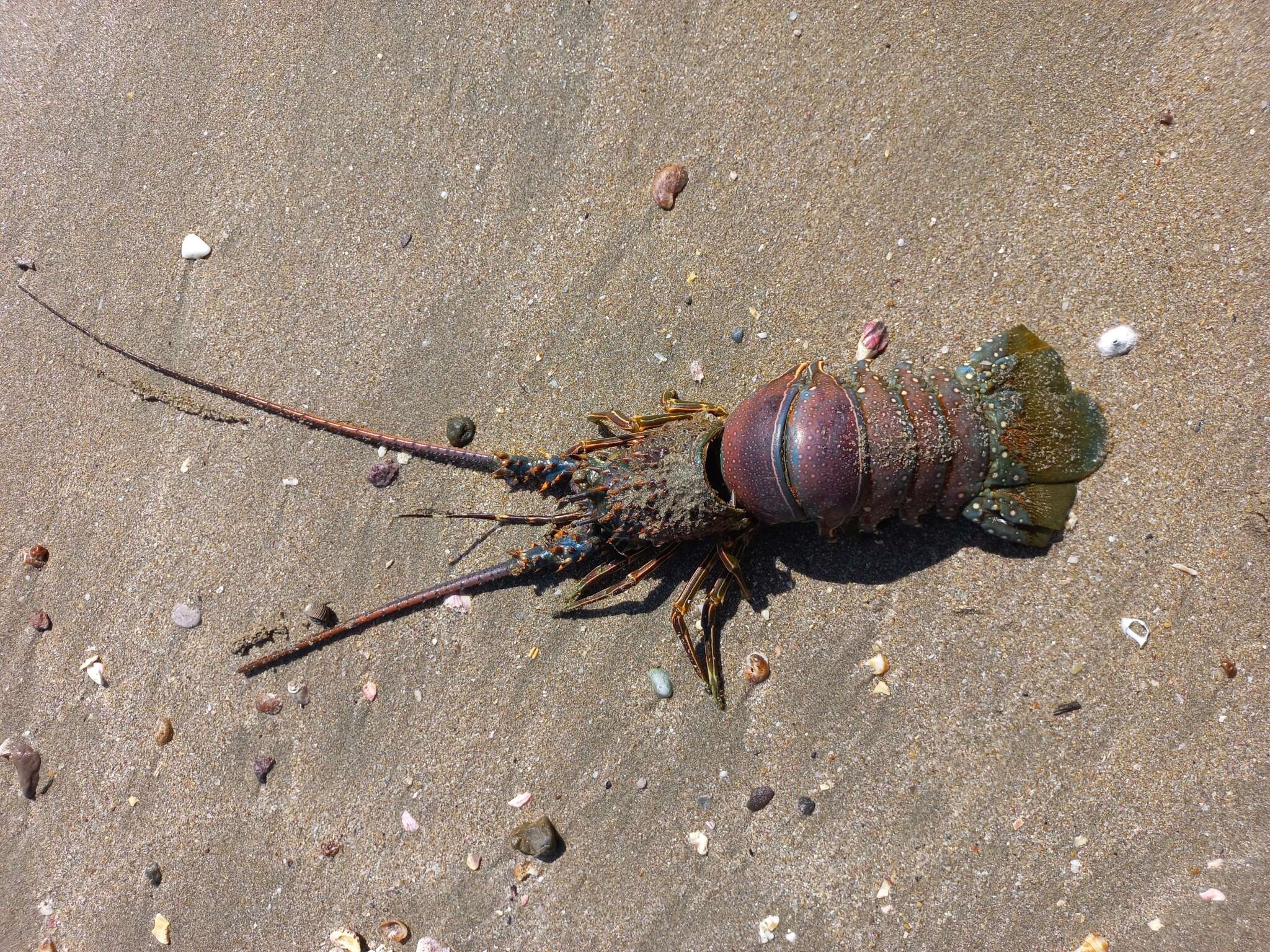 Image of Pinto lobster