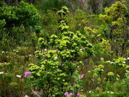 Imagem de Leucadendron floridum R. Br.