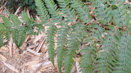 Image of Limp-Leaf Fern