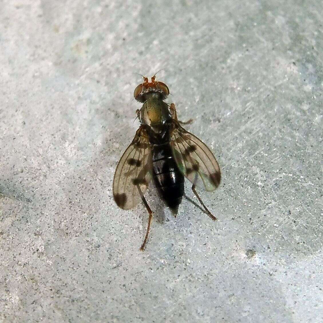 Image de Geomyza tripunctata Fallen 1823