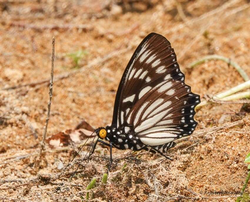 Imagem de Euripus nyctelius Doubleday 1845