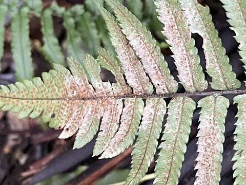 Image of Dryopteris cycadina (Franch. & Sav.) C. Chr.