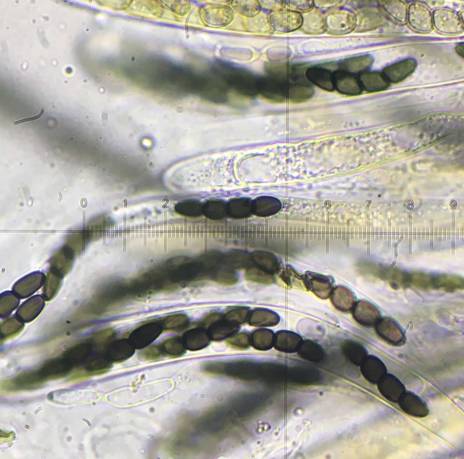 Image of Sporormiella muskokensis (Cain) S. I. Ahmed & Cain 1972