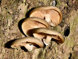 صورة Armillaria novae-zelandiae (G. Stev.) Boesew. 1977