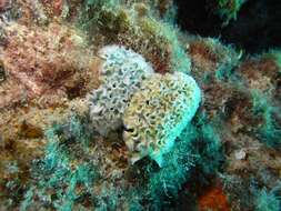 Image of lettuce sea slug