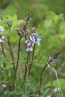 Image of Astragalus norvegicus Grauer