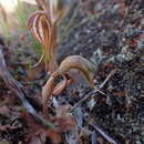 Image of Pterostylis ovata M. A. Clem.