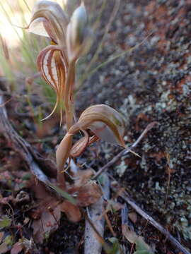 Image of Pterostylis ovata M. A. Clem.