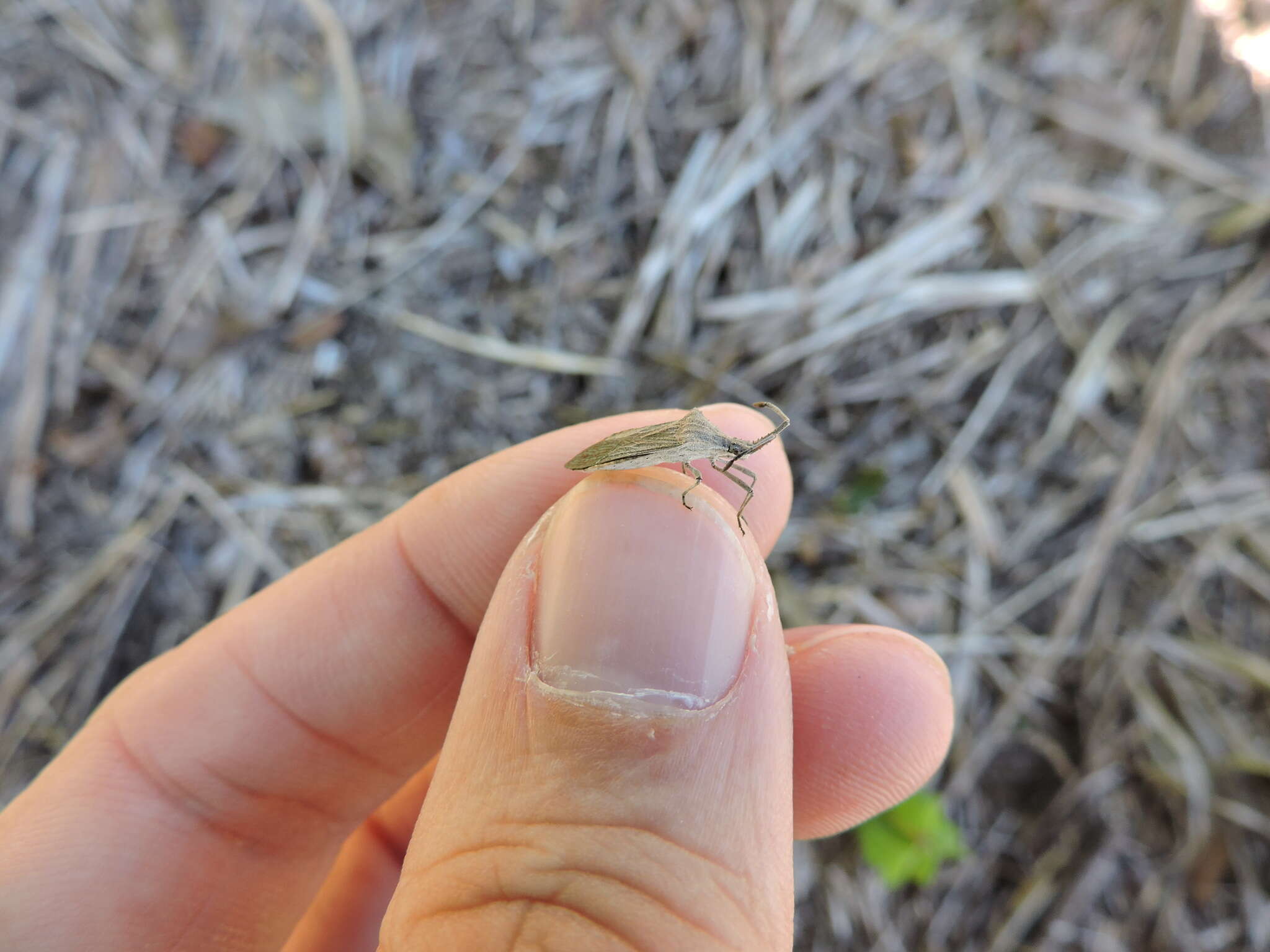 Image of Euphorbia Bug