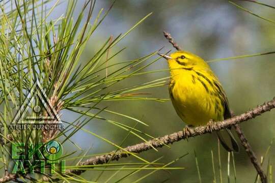 Image of Prairie Warbler