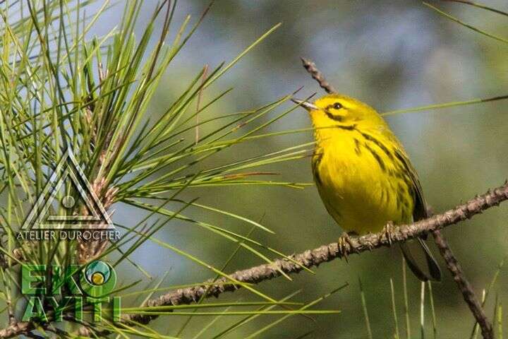 Image of Prairie Warbler