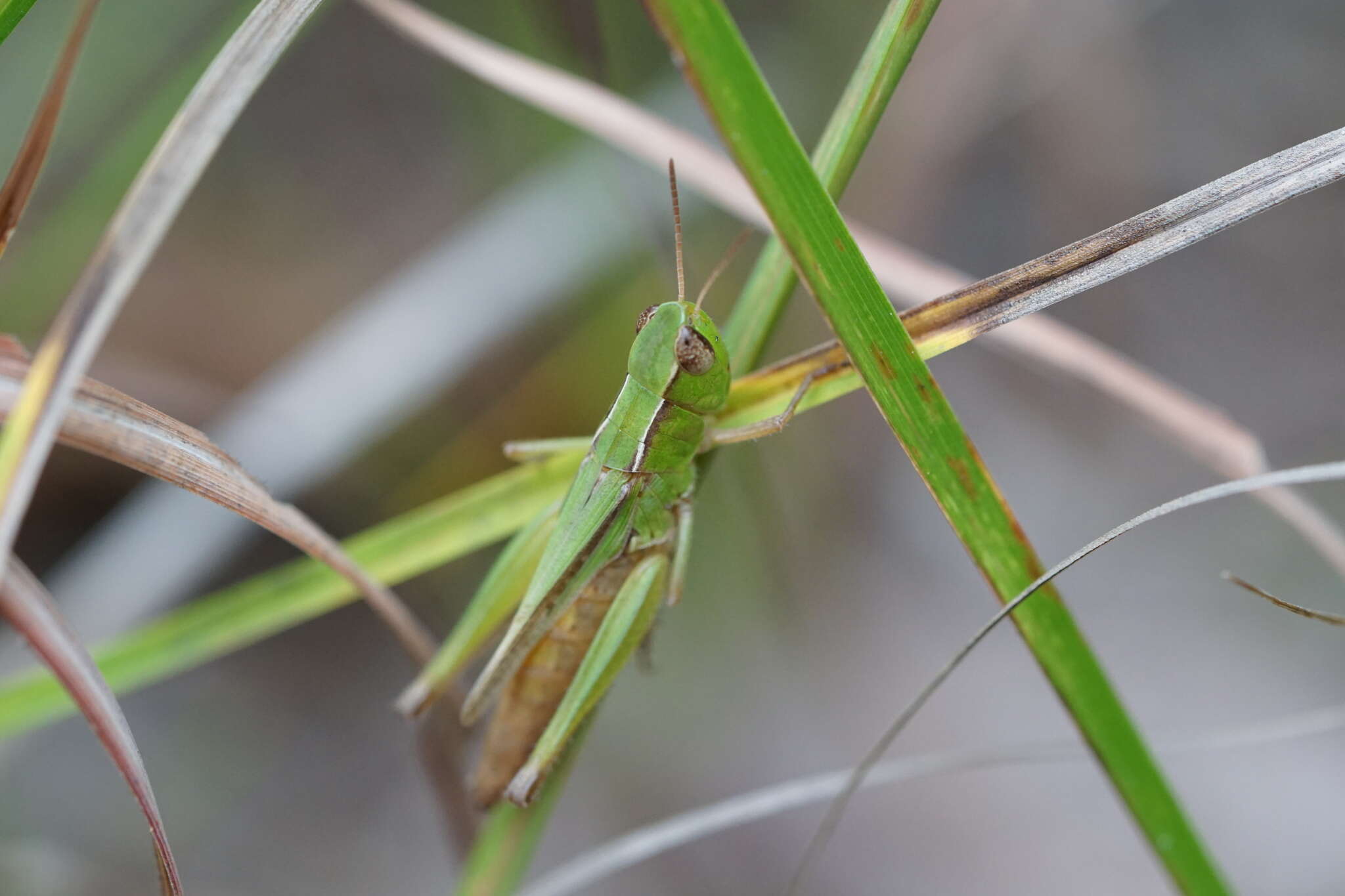 Image of Orphulella speciosa (Scudder & S. H. 1862)