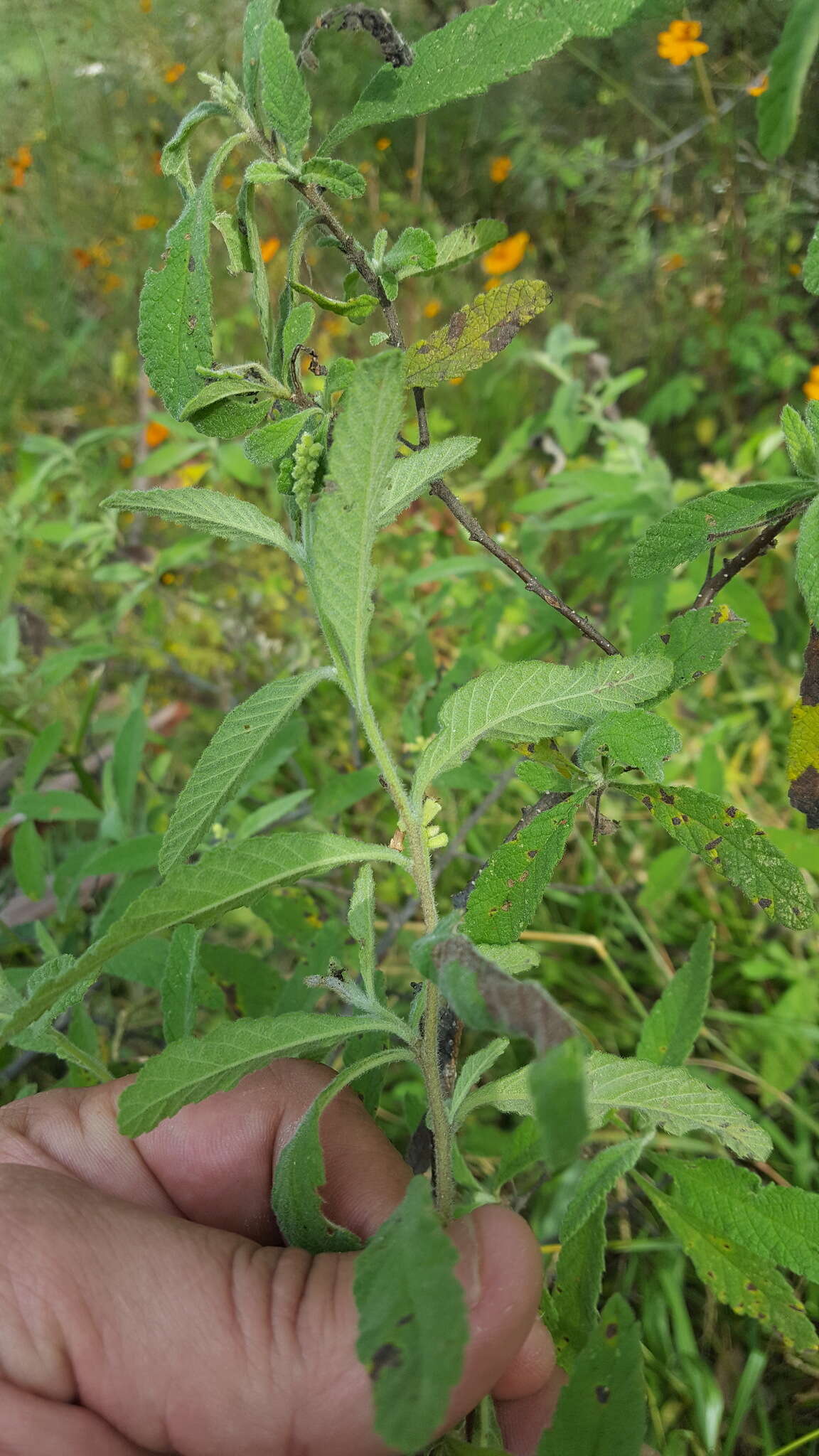 Image of black sage