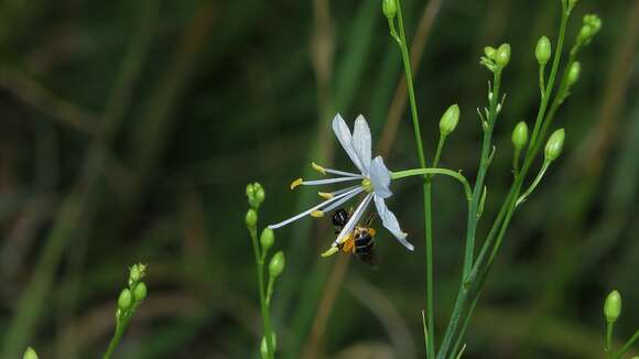 Image of Anthericum