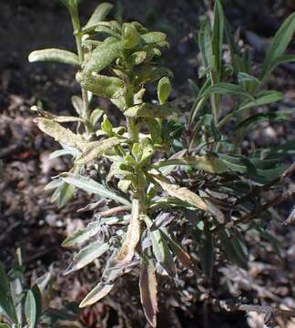 Plancia ëd Boechera californica (Rollins) Windham & Al-Shehbaz