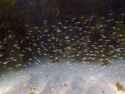 Image of Port Jackson glassfish