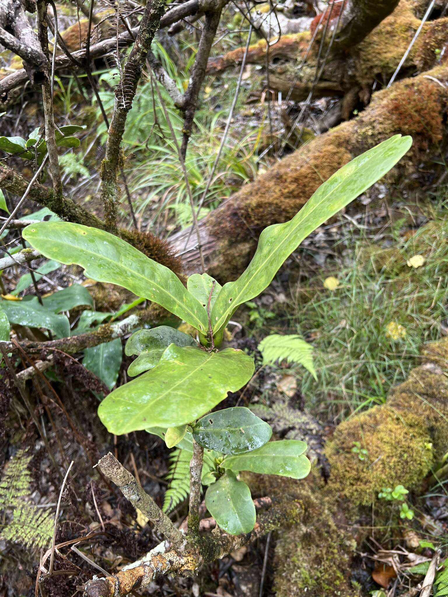 Image of Maui Pilo Kea