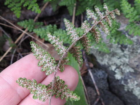 Image de Myriopteris fendleri (Hook.) E. Fourn.