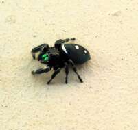 صورة Phidippus regius C. L. Koch 1846