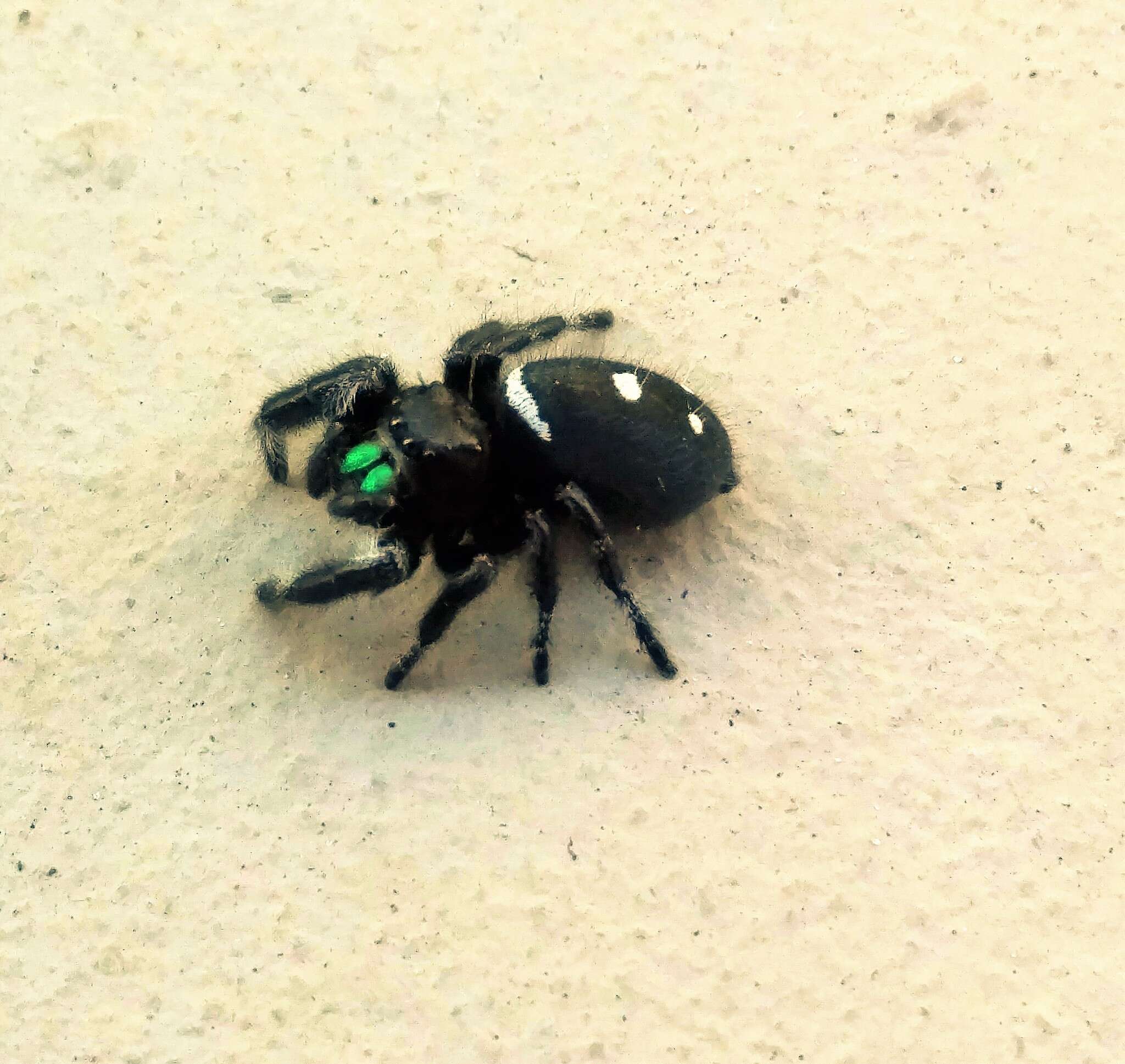 صورة Phidippus regius C. L. Koch 1846