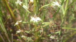 Image of Habenaria incarnata (Lyall ex Lindl.) Rchb. fil.