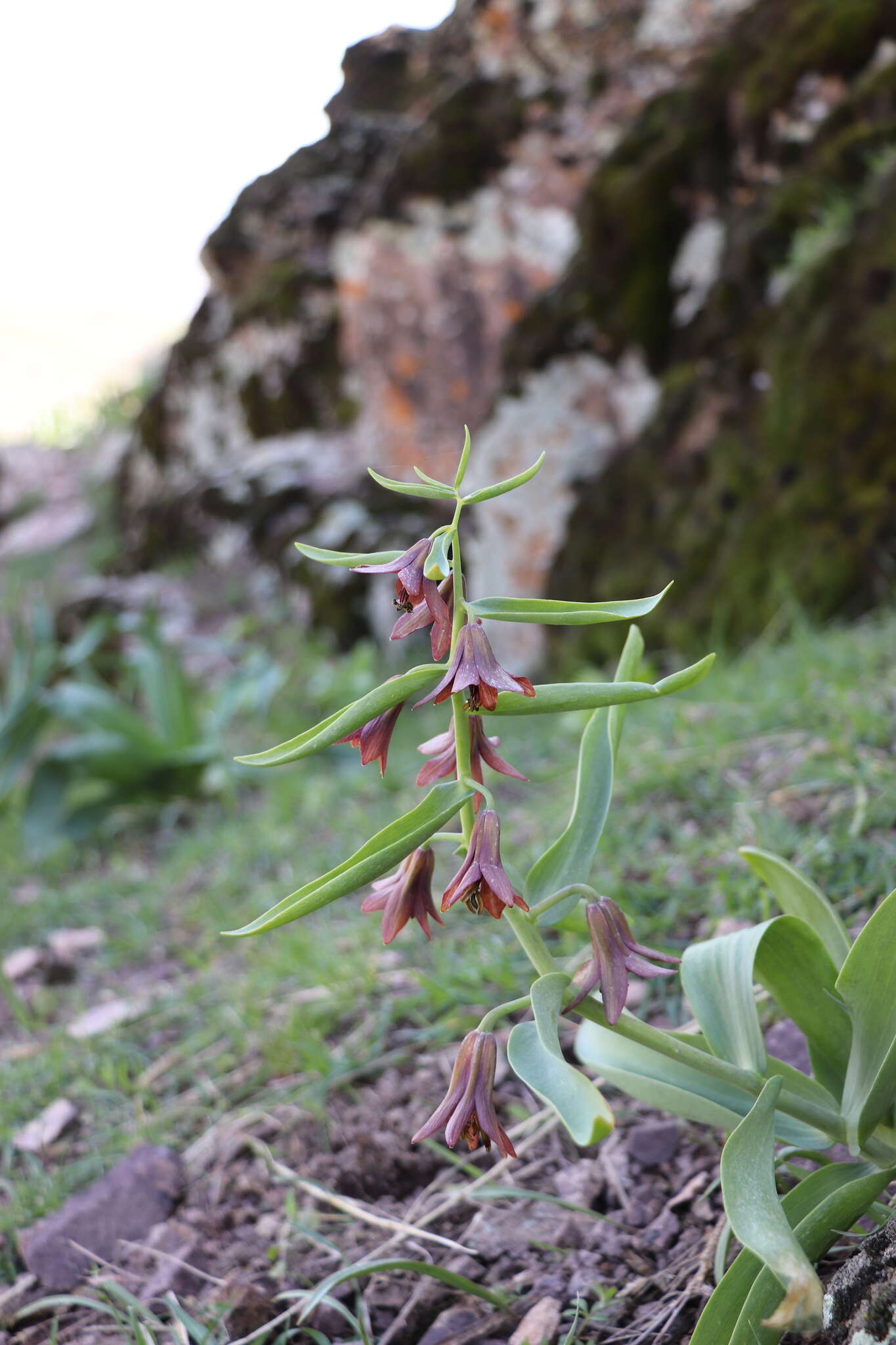 Image of Fritillaria sewerzowii Regel