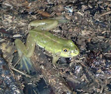 Image of Dahl’s Aquatic Frog