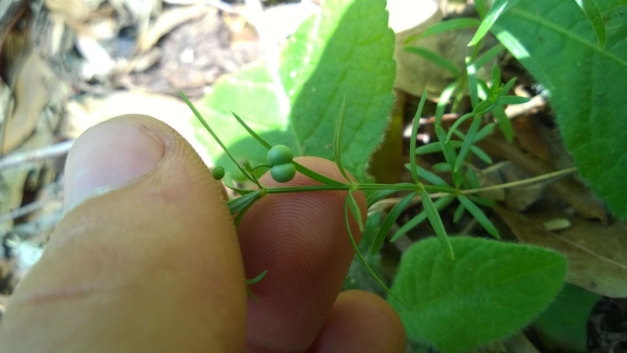 Plancia ëd Galium uniflorum Michx.