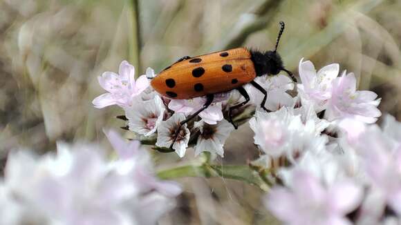 Image of <i>Mylabris crocata</i>