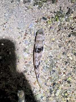 Image of Shadow goby