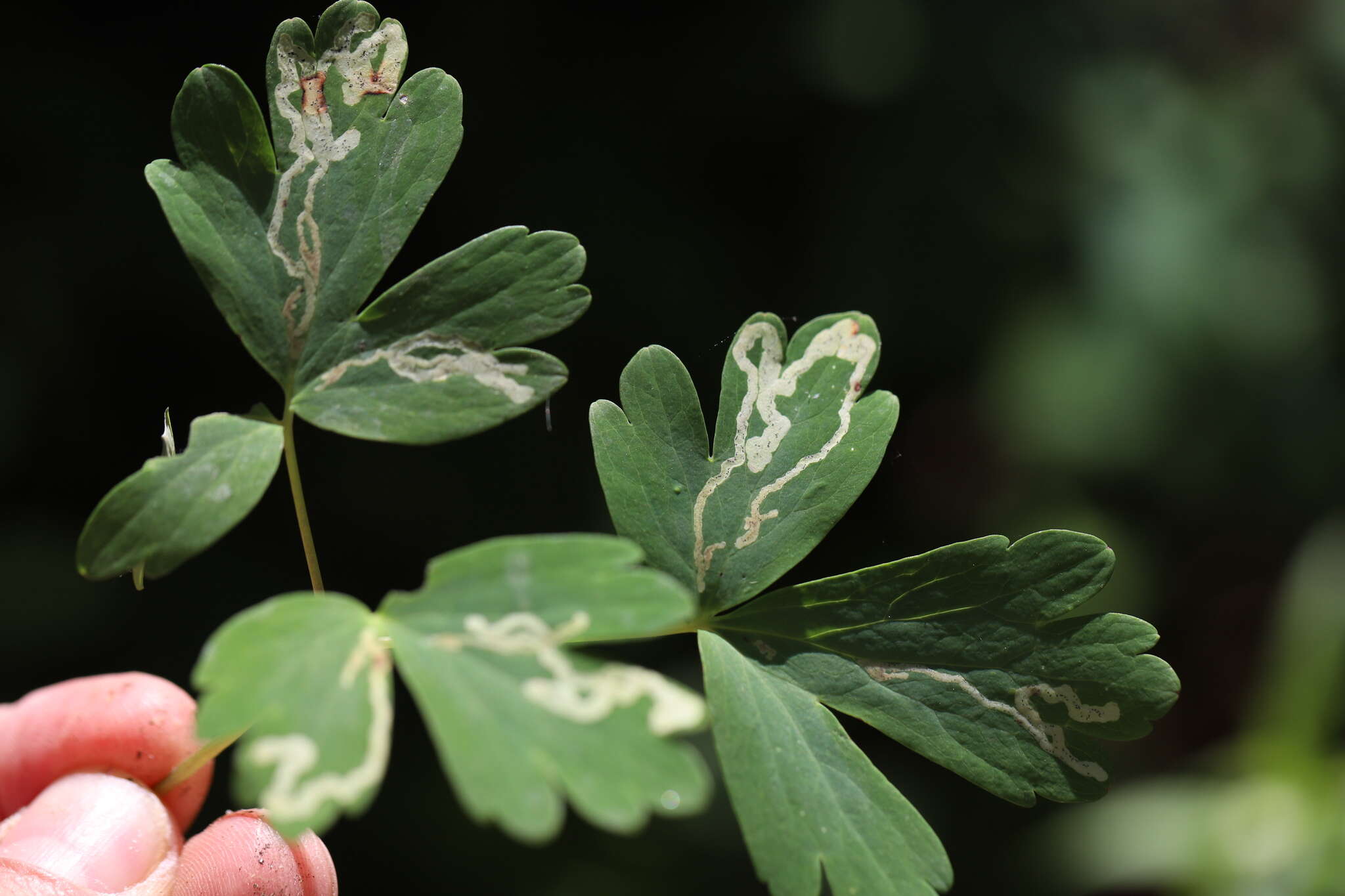 Phytomyza minuscula Goureau 1851 resmi