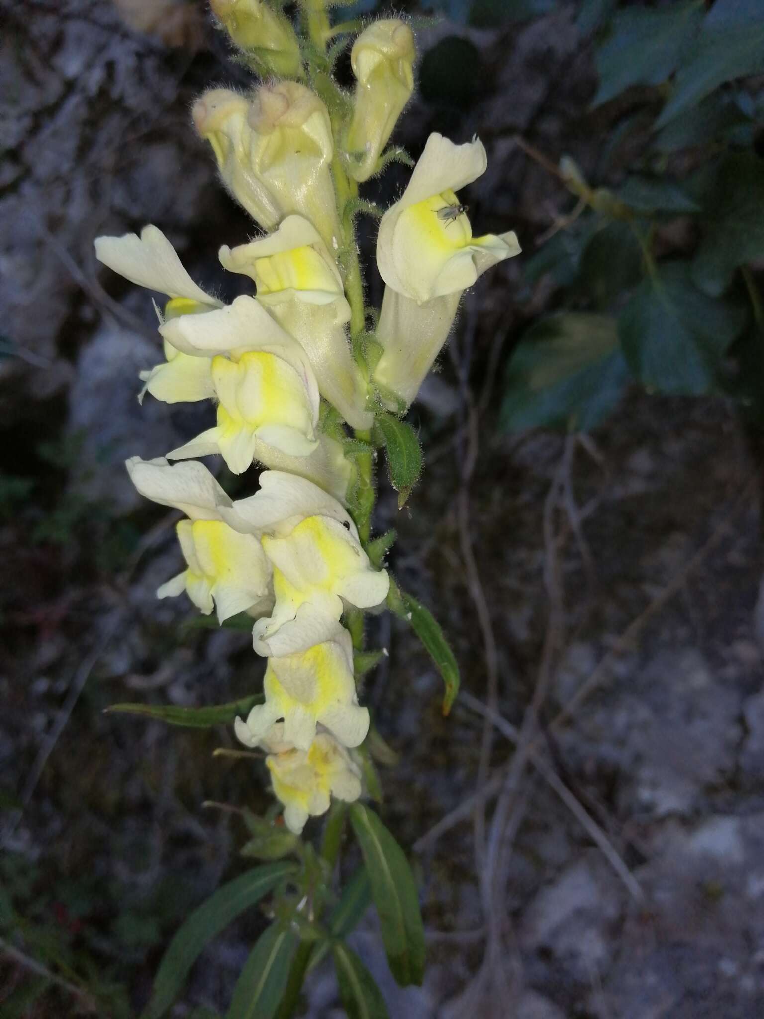 Image of Antirrhinum braun-blanquetii Rothm.