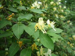 Image of Manchurian honeysuckle