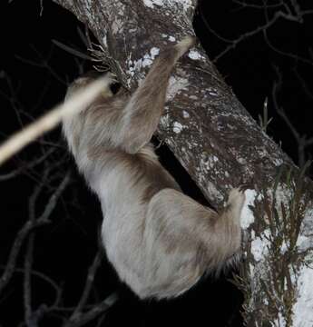 Image of two-toed sloths