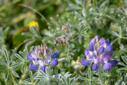 Imagem de Lupinus variicolor Steud.