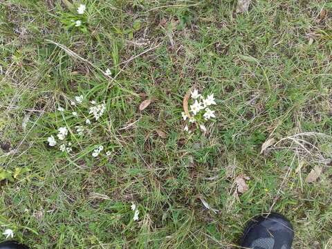 Image of Ipheion sessile (Phil.) Traub