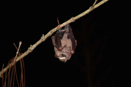 Image of Salvin's Big-eyed Bat