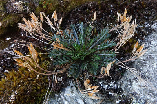 Imagem de Pachycladon novae-zelandiae (Hook. fil.) Hook. fil.