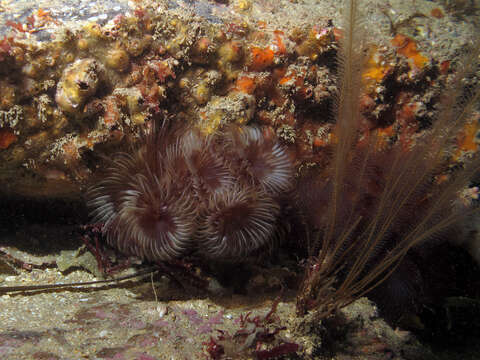 Image of double spiral worm