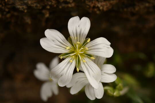 Plancia ëd Cerastium arvense subsp. suffruticosum (L.) Nym.