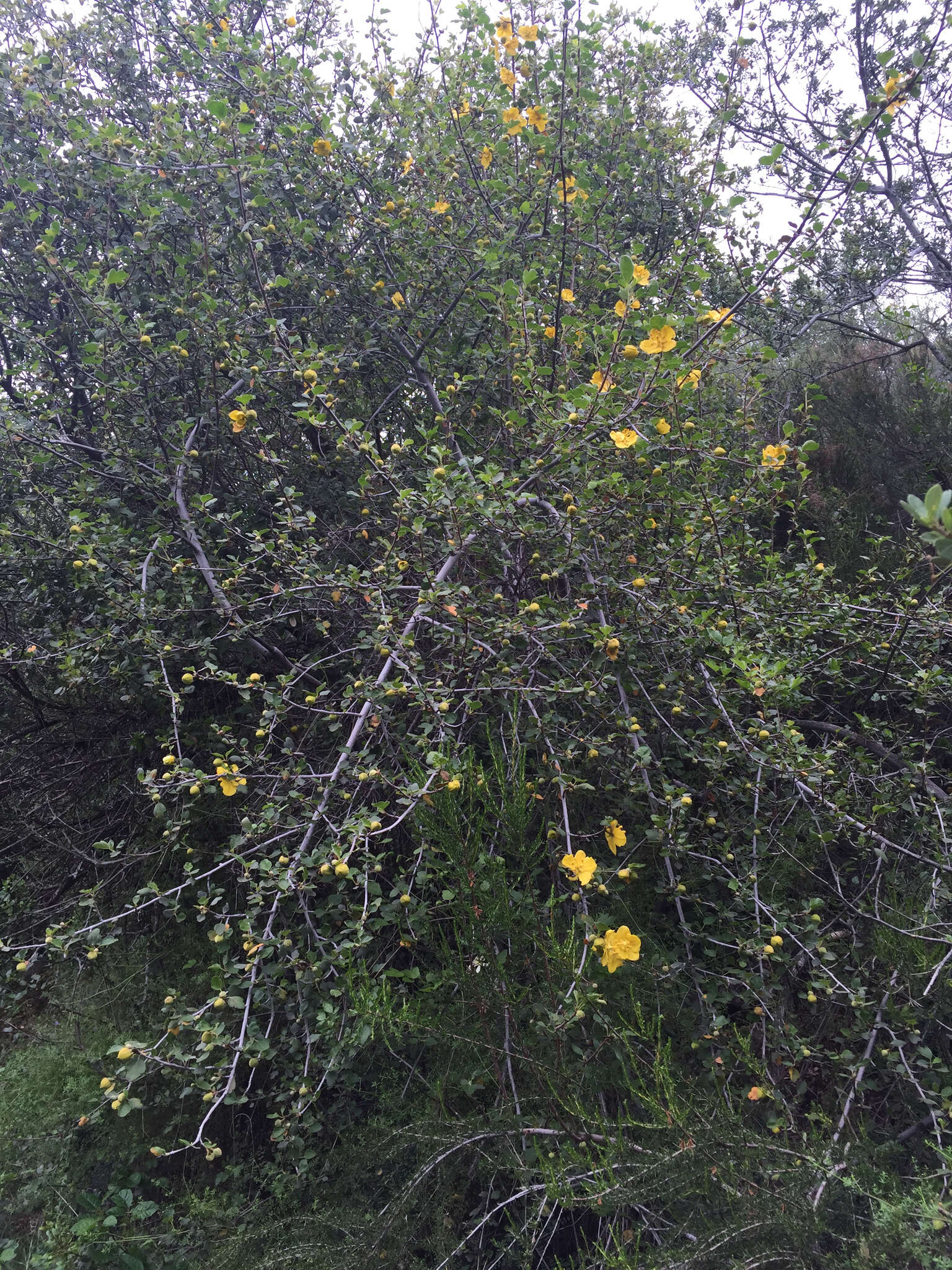 Sivun Fremontodendron californicum (Torr.) Coult. kuva