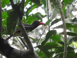 Image of Dwarf Hornbill