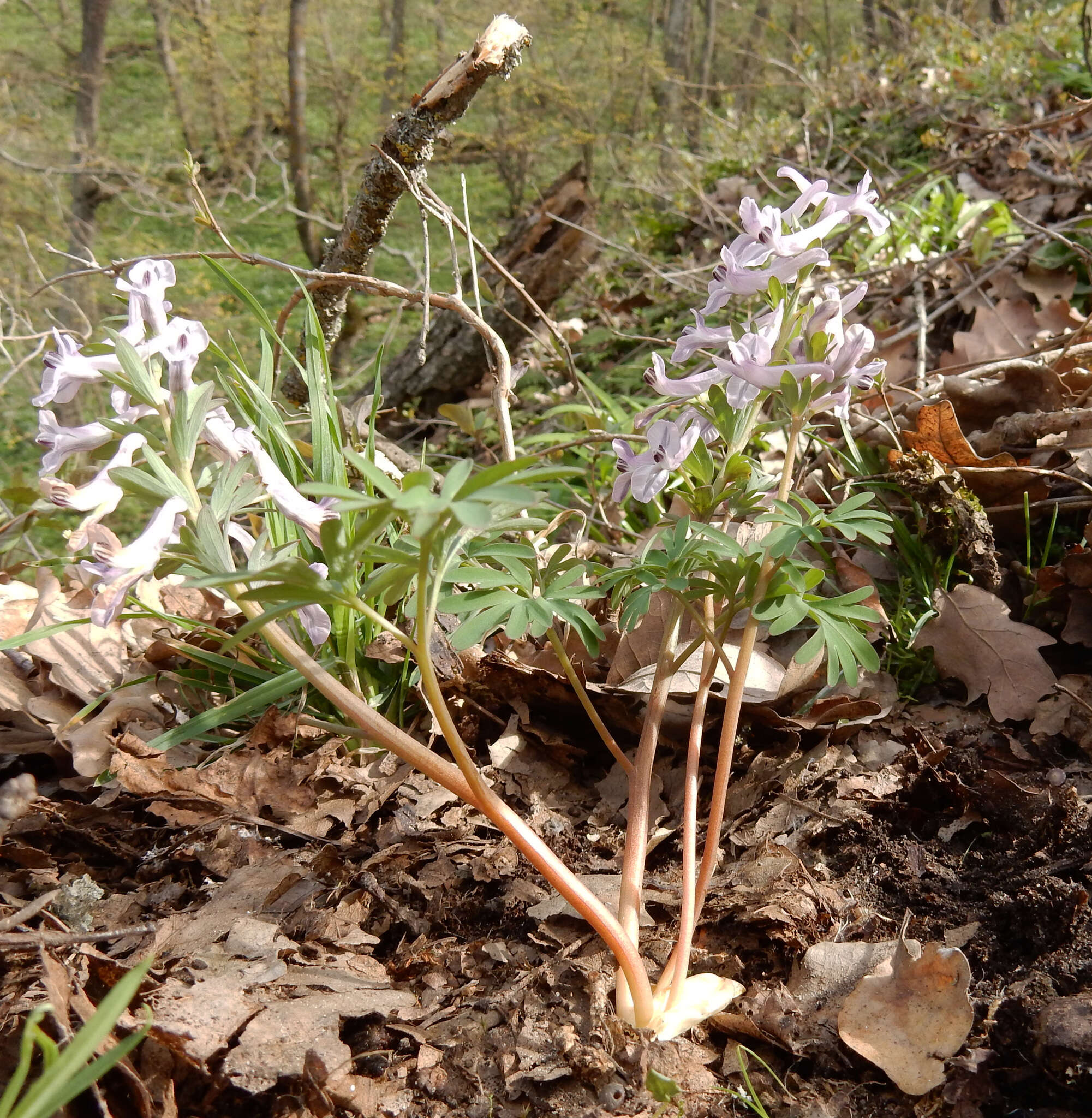 Image de Corydalis tarkiensis Prokh.