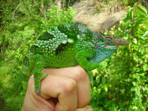 Image of West Usambara Blade-horned Chameleon