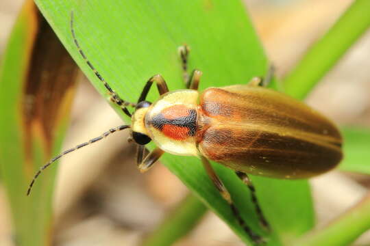 Image of Photuris (Photuris) salina Barber 1951